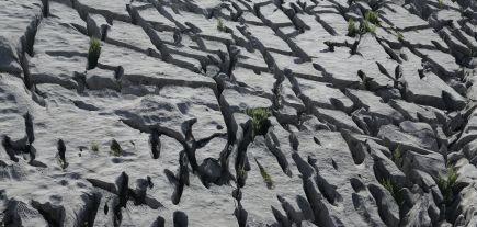 Erosion: beautiful in nature, fatal in organisations.